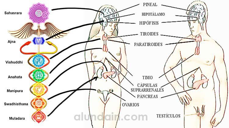 Chacras y órganos relacionados